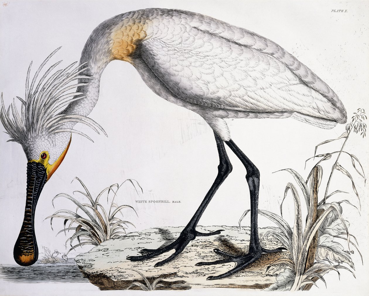 व्हाइट स्पूनबिल, 1834 द्वारा प्राइडो जॉन सेल्बी
