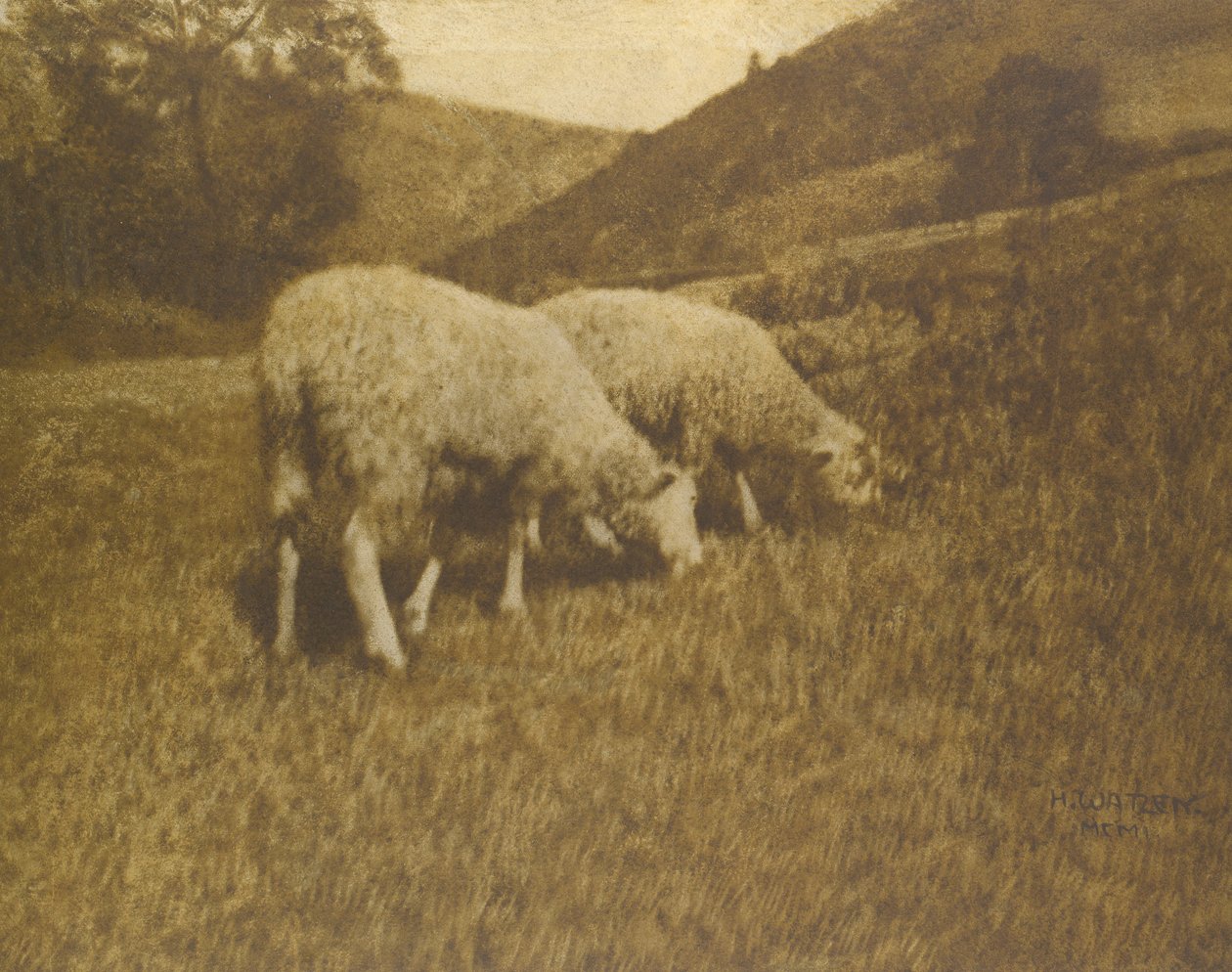 भेड़, 1901। द्वारा प्रोफेसर हंस Watzek