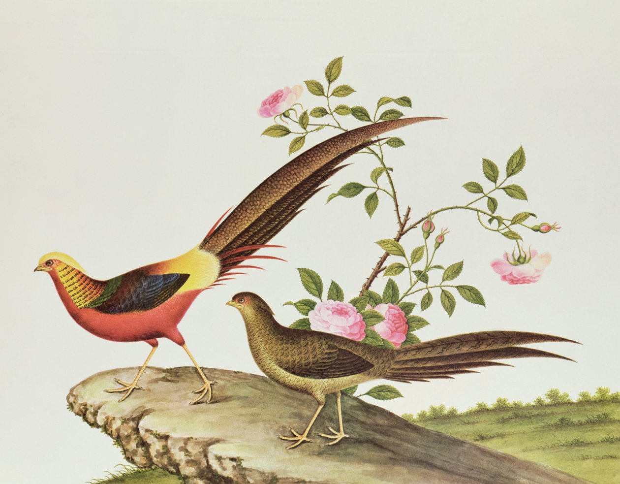एक सुनहरा तीतर, चिएन-लंग अवधि (1736-96) (कागज पर रंग) द्वारा किंग राजवंश चीनी स्कूल