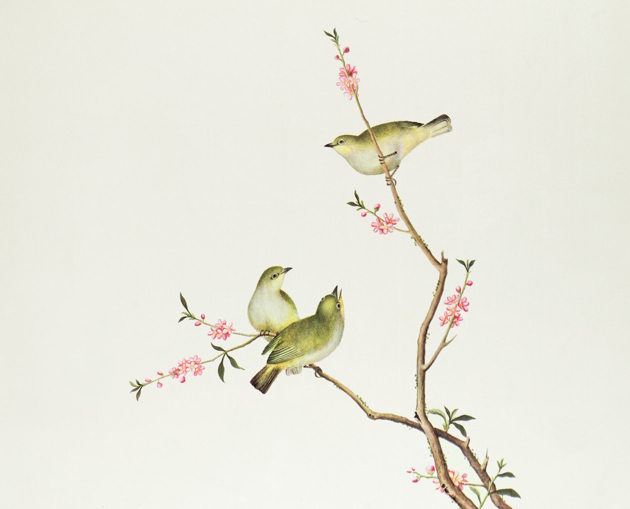 व्हाइट-आई बर्ड, Ch&39;ien-lung अवधि (1736-1796) (कागज पर रंग) द्वारा किंग राजवंश चीनी स्कूल