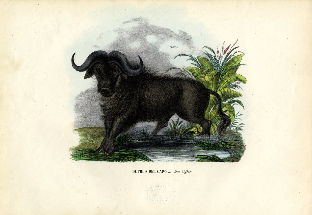 अफ्रीकी भैंस, 1863-79 द्वारा रायमुंडो पेट्रारोइया