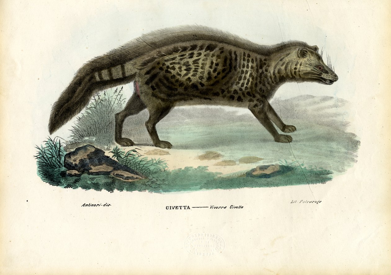 अफ्रीकी सिवेट, 1863-79 द्वारा रायमुंडो पेट्रारोइया