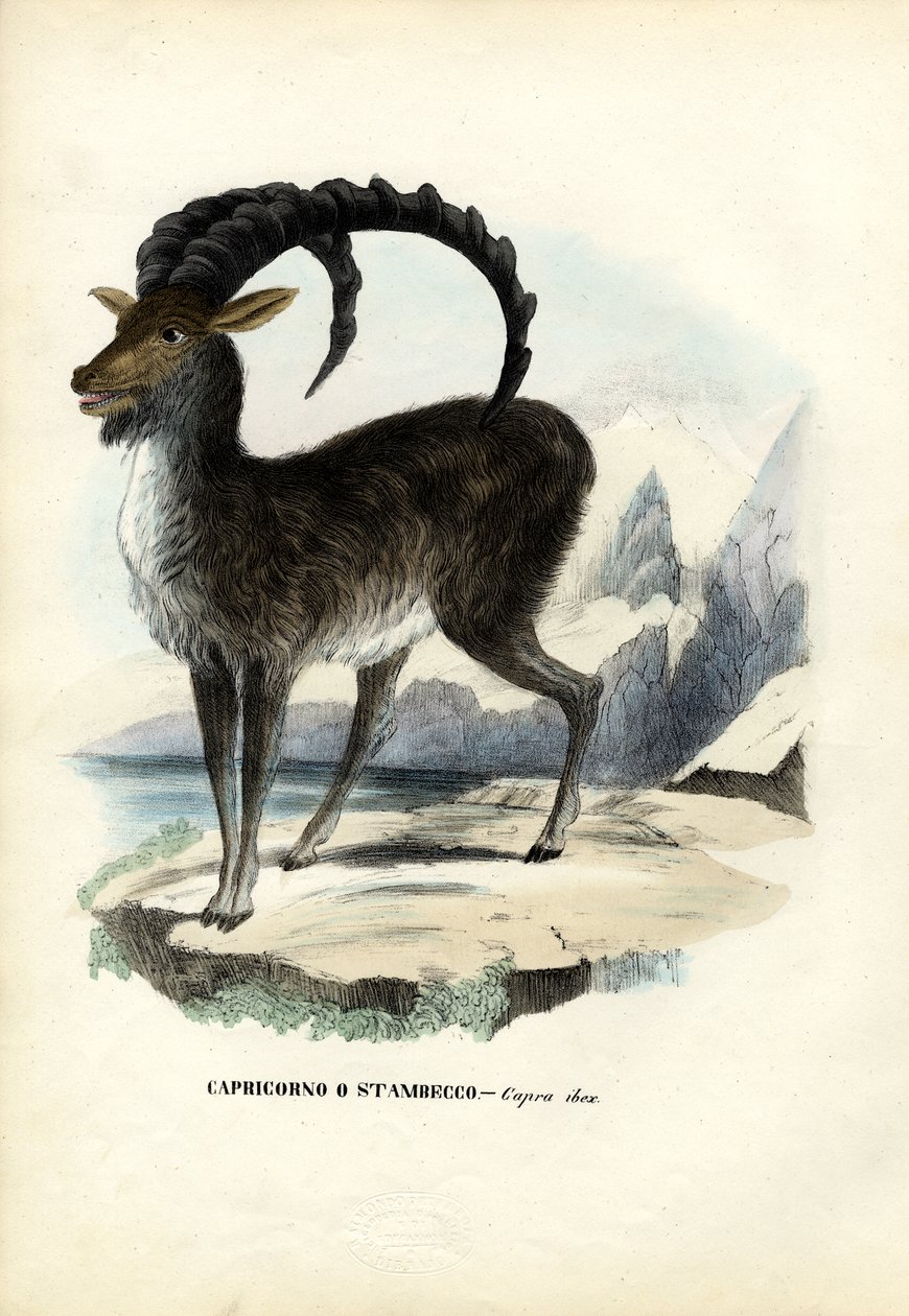 अल्पाइन इबेक्स, 1863-79 द्वारा रायमुंडो पेट्रारोइया