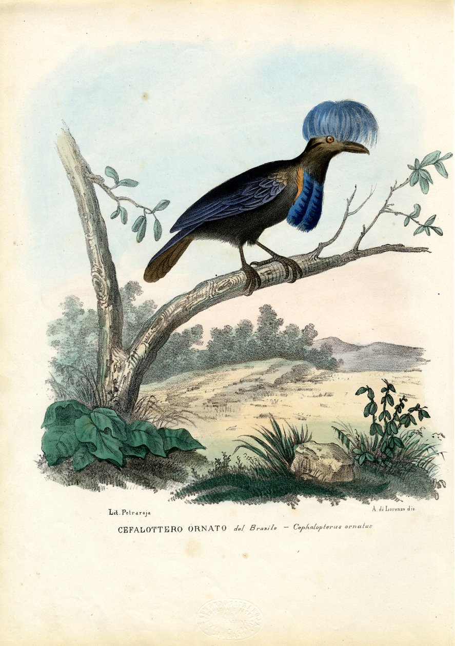 अमेजोनियन अम्ब्रेलाबर्ड, 1863-79 द्वारा रायमुंडो पेट्रारोइया