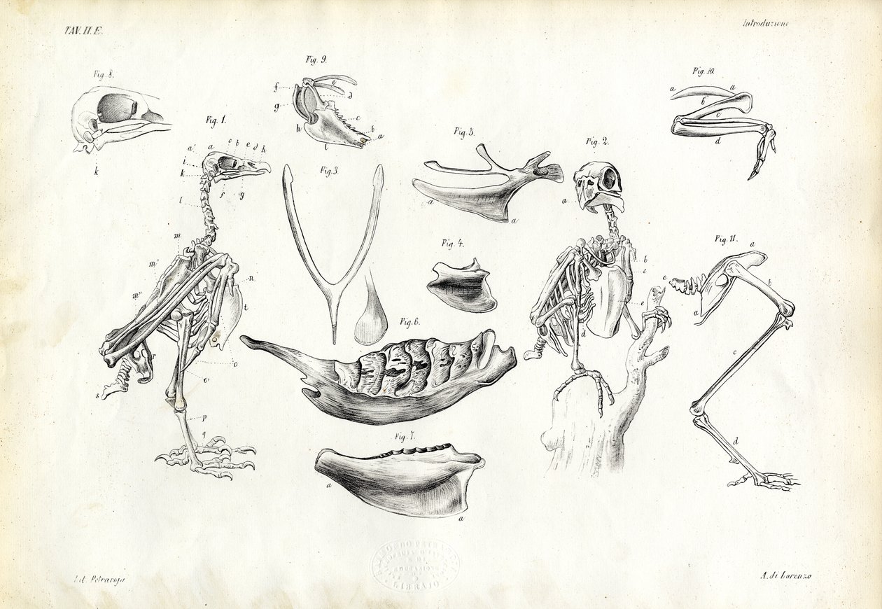एनाटॉमी, 1863-79 द्वारा रायमुंडो पेट्रारोइया