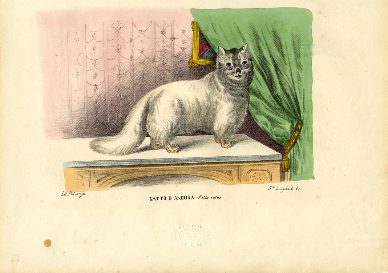 अंगोरा बिल्ली, 1863-79 द्वारा रायमुंडो पेट्रारोइया