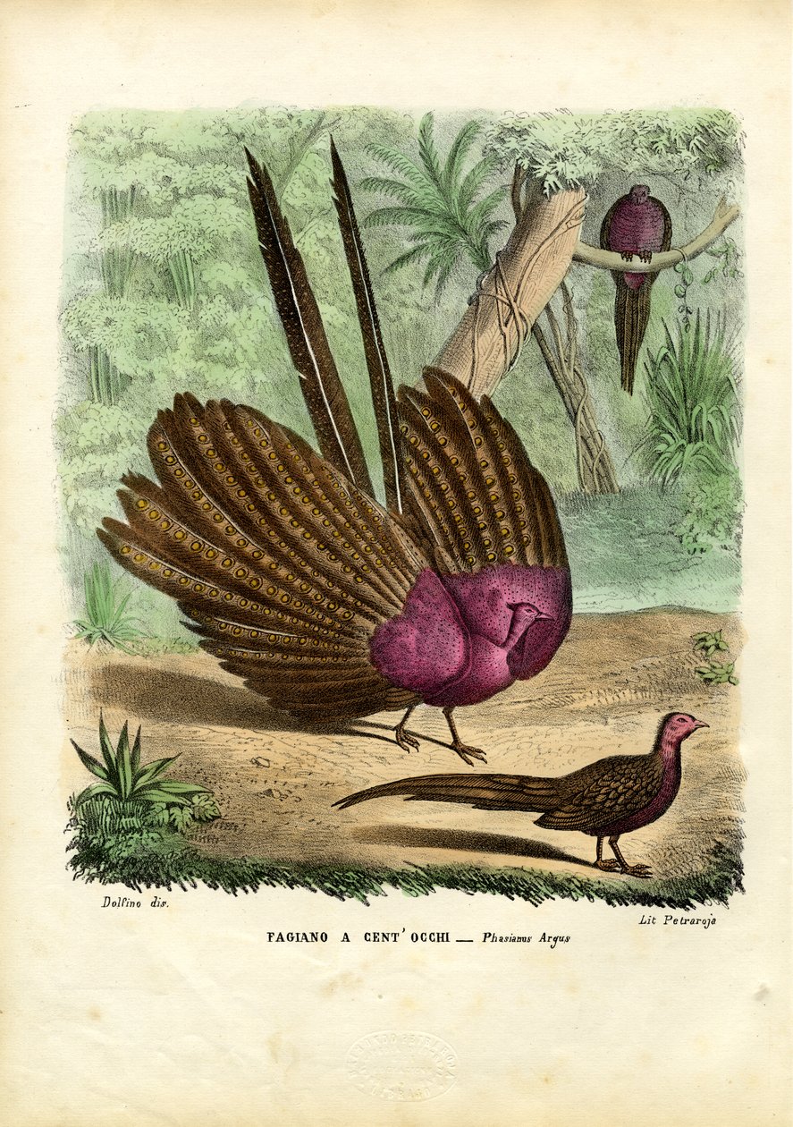 आर्गस तीतर, 1863-79 द्वारा रायमुंडो पेट्रारोइया