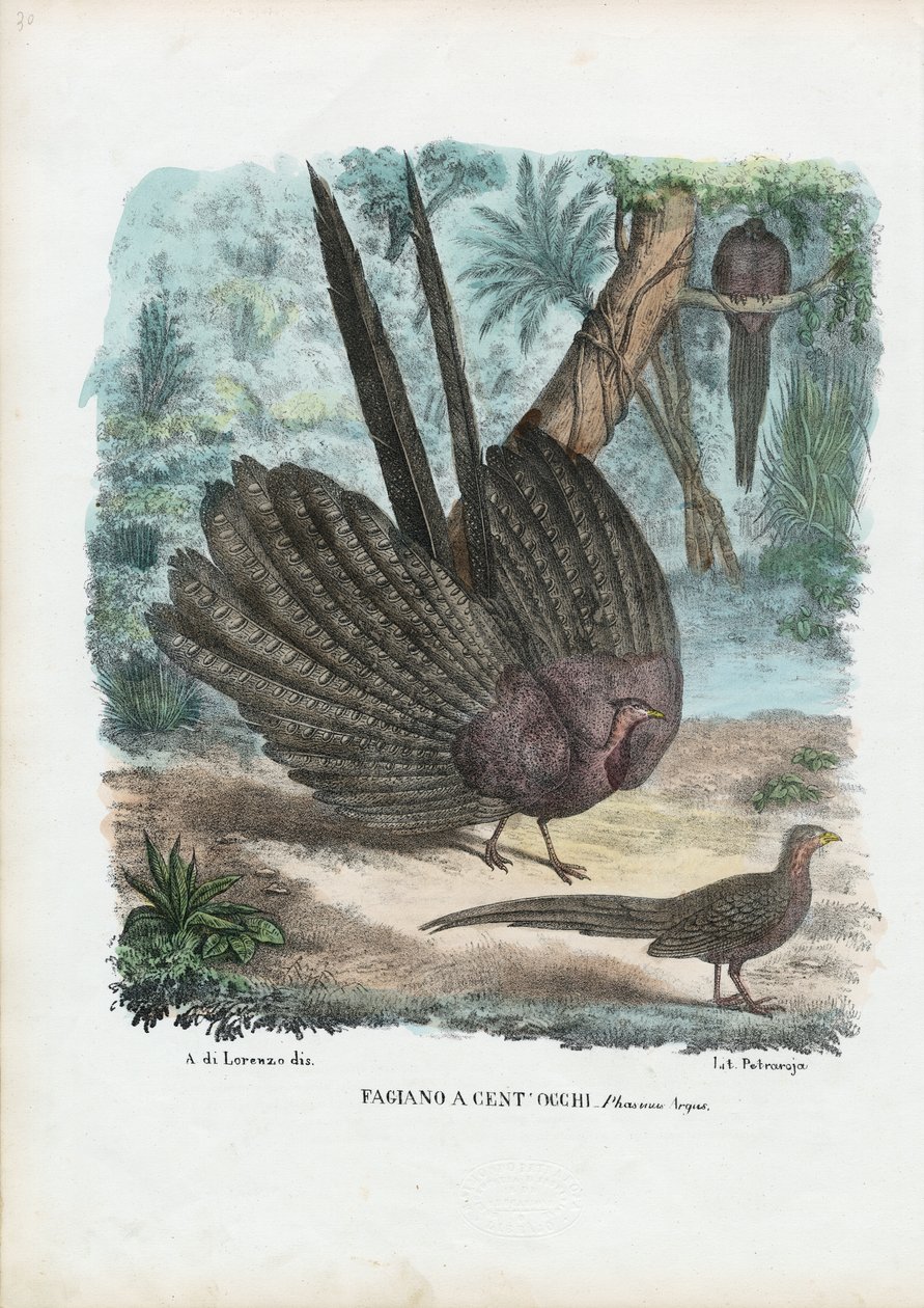 आर्गस तीतर, 1863-79 द्वारा रायमुंडो पेट्रारोइया