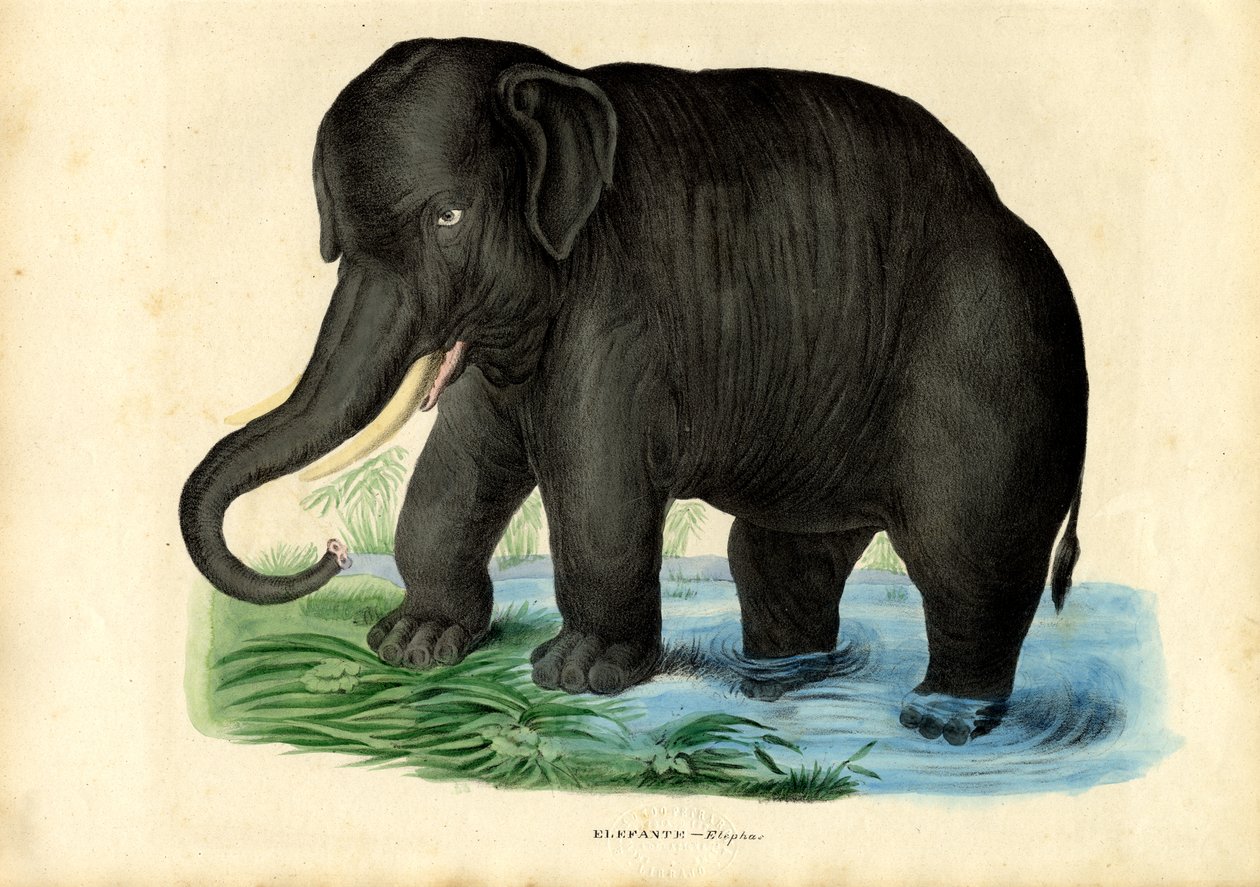 एशियाई हाथी, 1863-79 द्वारा रायमुंडो पेट्रारोइया