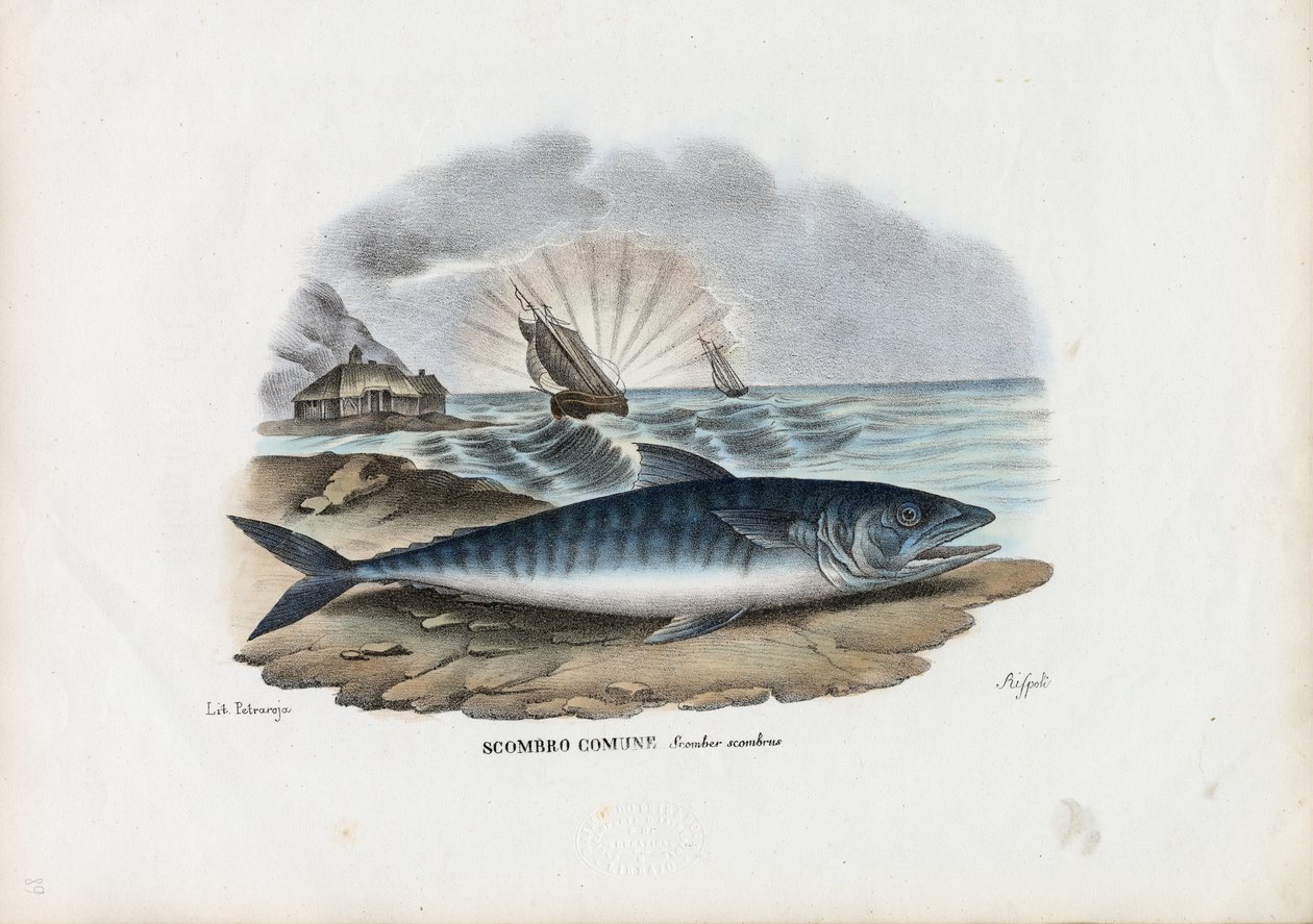 अटलांटिक मैकेरल, 1863-79 द्वारा रायमुंडो पेट्रारोइया