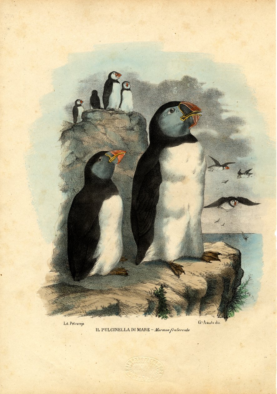 अटलांटिक पफिन, 1863-79 द्वारा रायमुंडो पेट्रारोइया