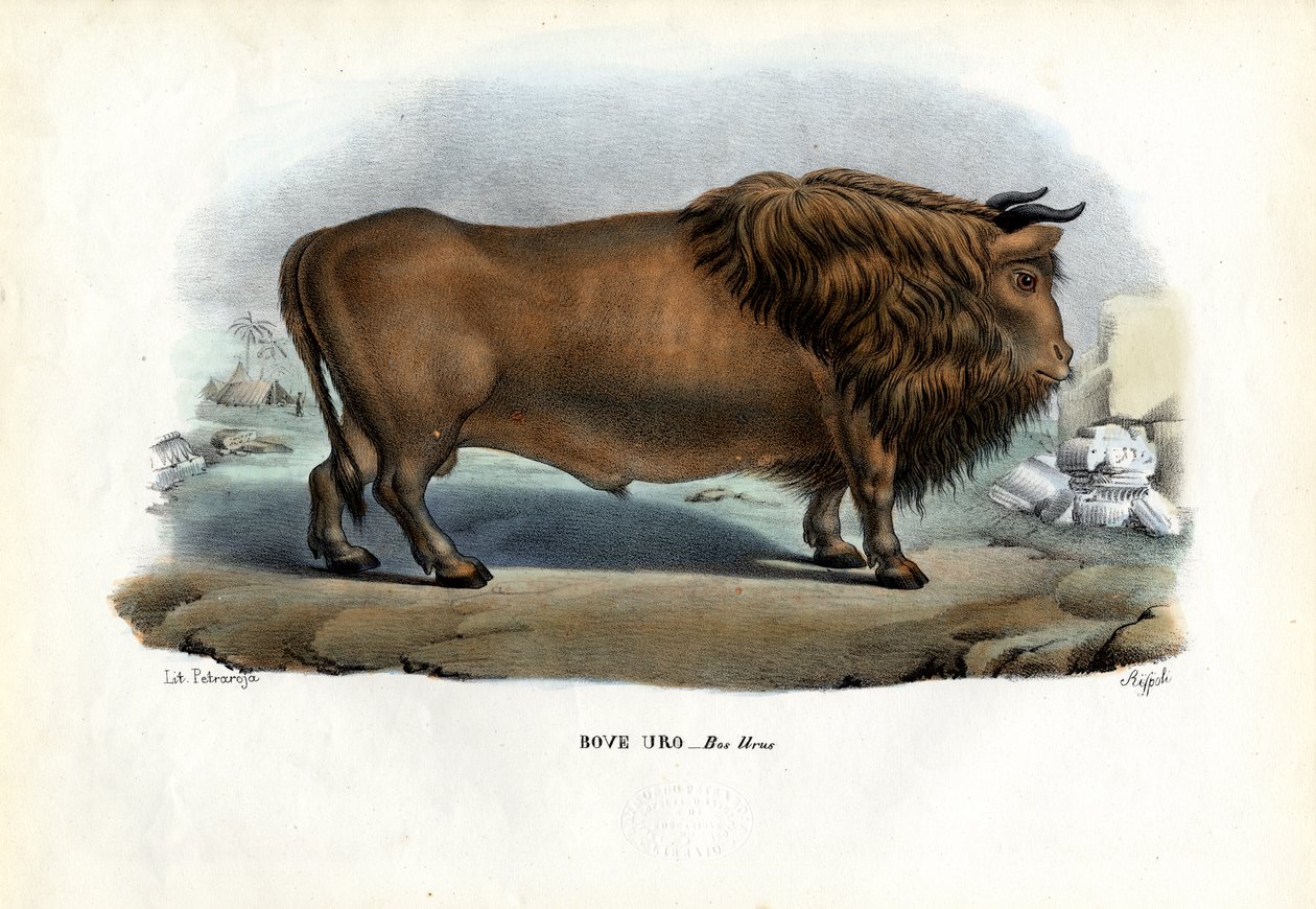 ऑरोच, 1863-79 द्वारा रायमुंडो पेट्रारोइया