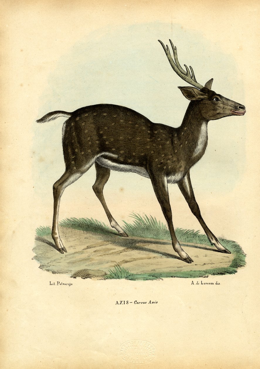एक्सिस हिरण, 1863-79 द्वारा रायमुंडो पेट्रारोइया