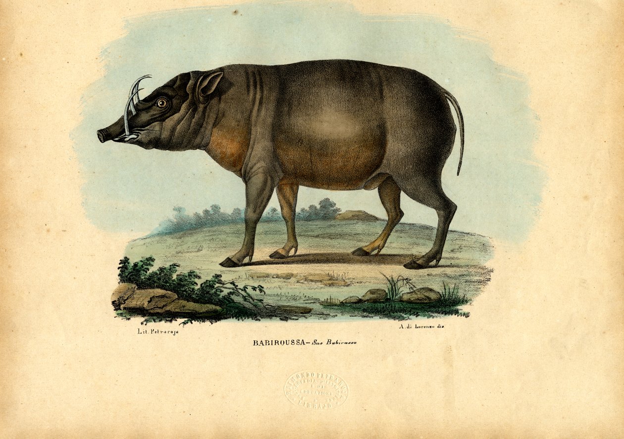 बाबिरसा, 1863-79 द्वारा रायमुंडो पेट्रारोइया
