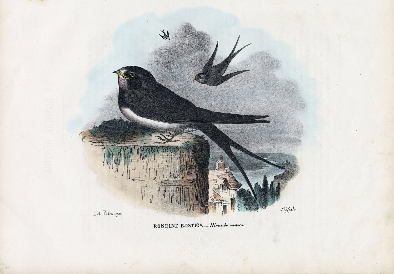 बार्न स्वालो, 1863-79 द्वारा रायमुंडो पेट्रारोइया