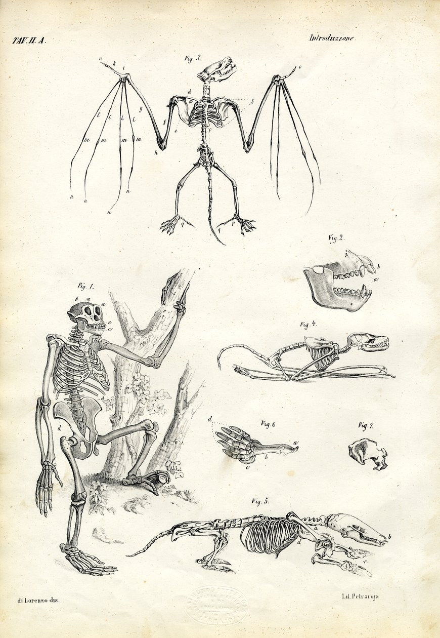 चमगादड़, 1863-79 द्वारा रायमुंडो पेट्रारोइया