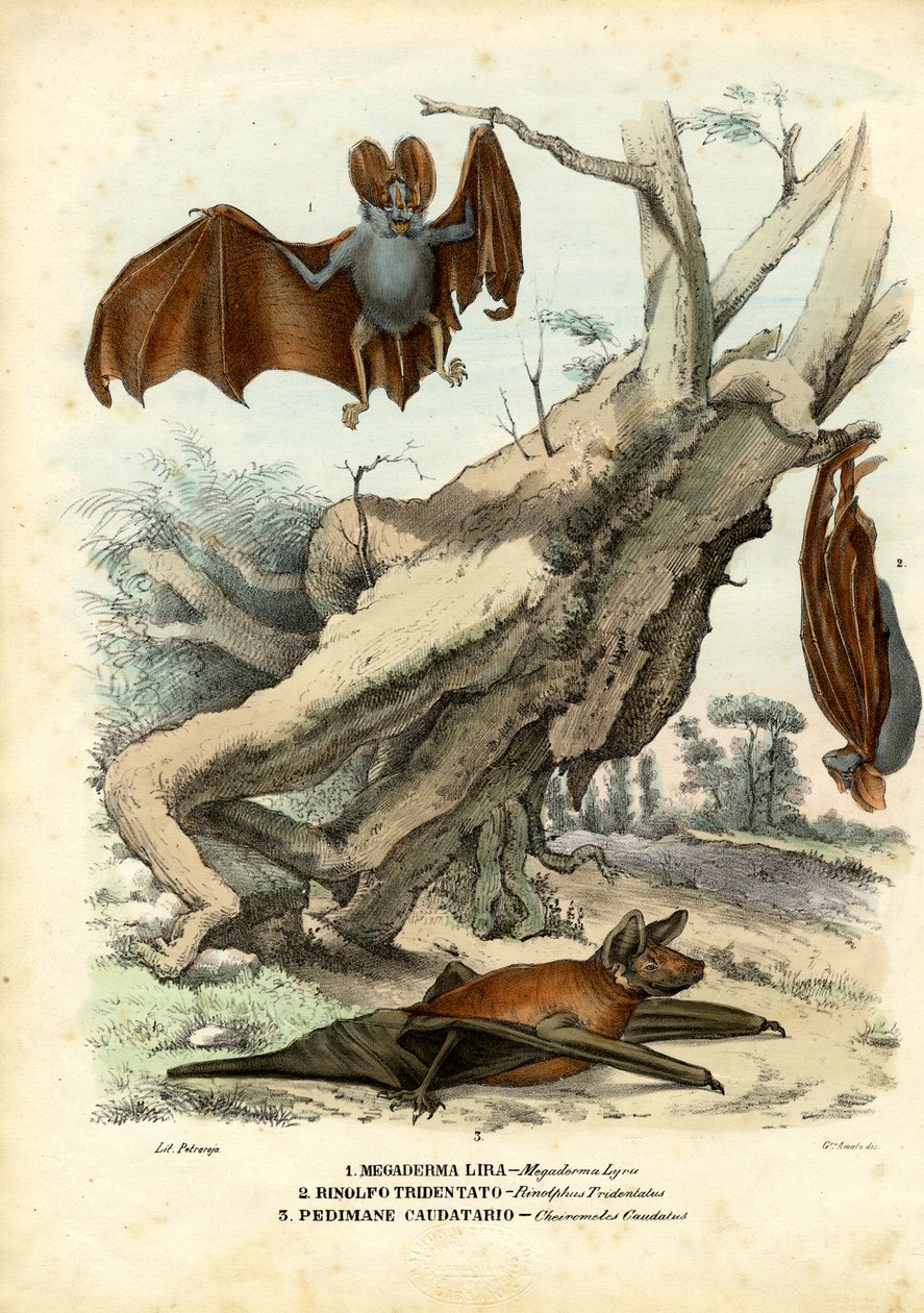 चमगादड़, 1863-79 द्वारा रायमुंडो पेट्रारोइया