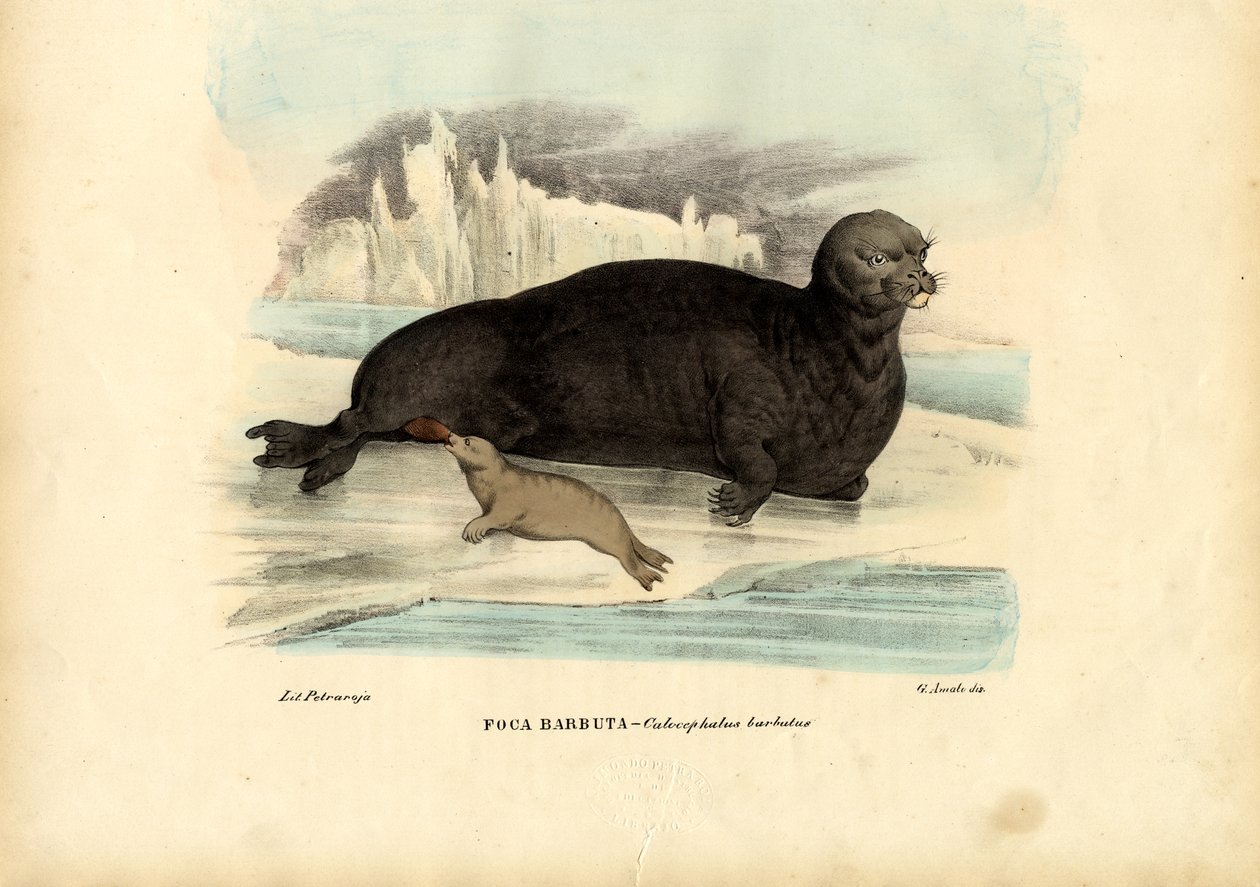दाढ़ी वाली सील, 1863-79 द्वारा रायमुंडो पेट्रारोइया