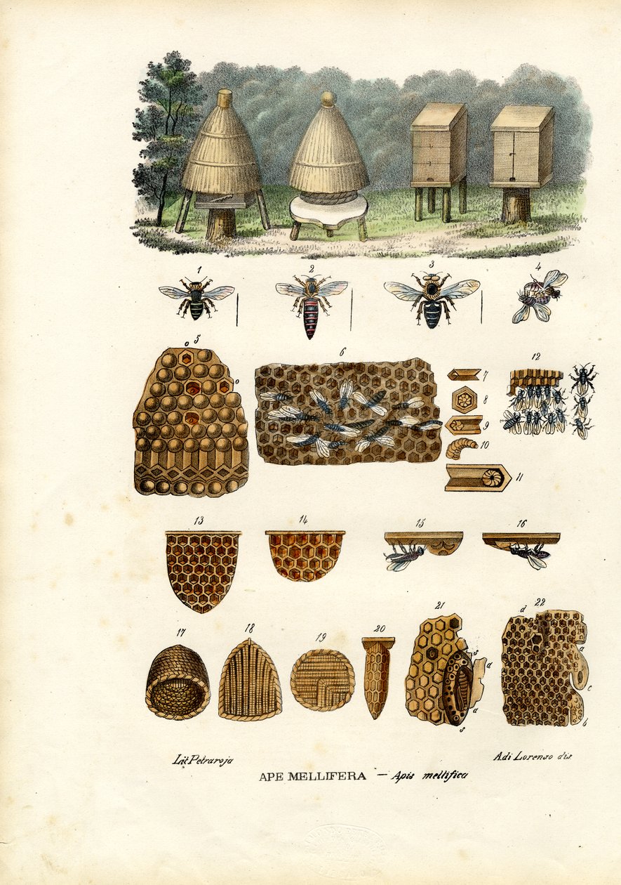 मधुमक्खियों, 1863-79 द्वारा रायमुंडो पेट्रारोइया