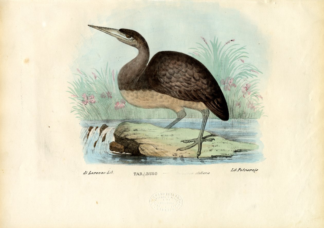 बिटर्न, 1863-79 द्वारा रायमुंडो पेट्रारोइया