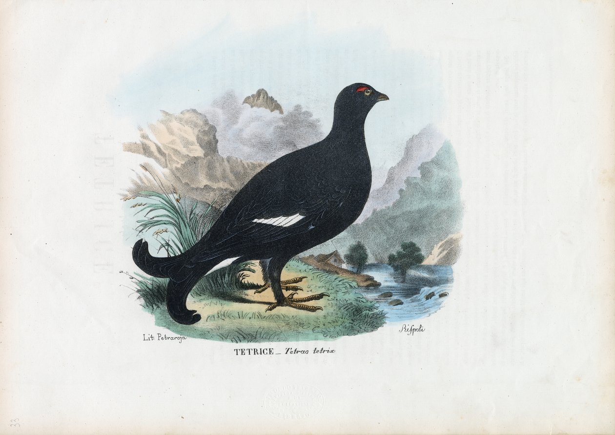 ब्लैक ग्राउज़, 1863-79 द्वारा रायमुंडो पेट्रारोइया