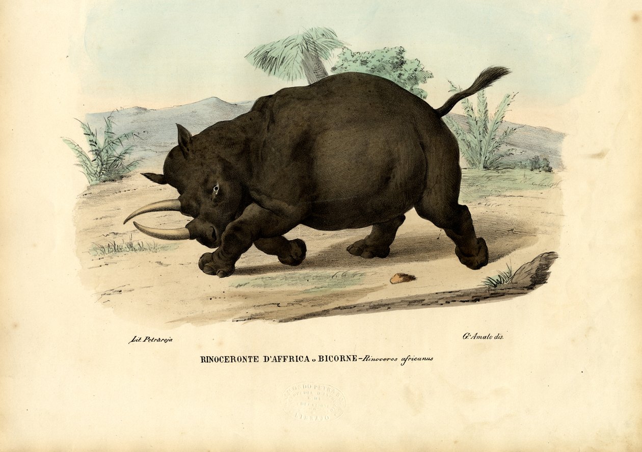 ब्लैक गैंडा, 1863-79 द्वारा रायमुंडो पेट्रारोइया