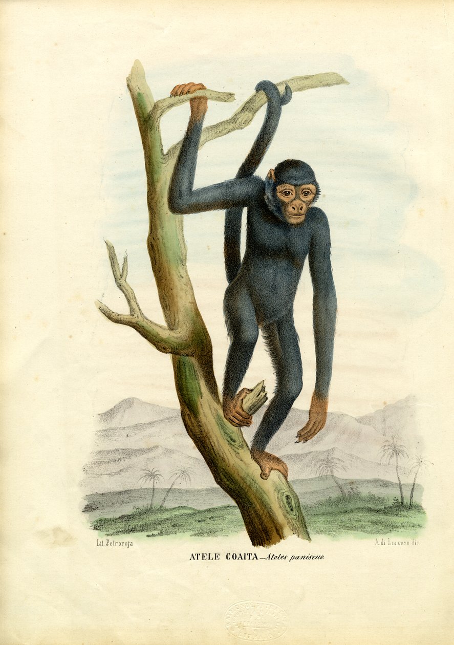 ब्लैक स्पाइडर बंदर, 1863-79 द्वारा रायमुंडो पेट्रारोइया