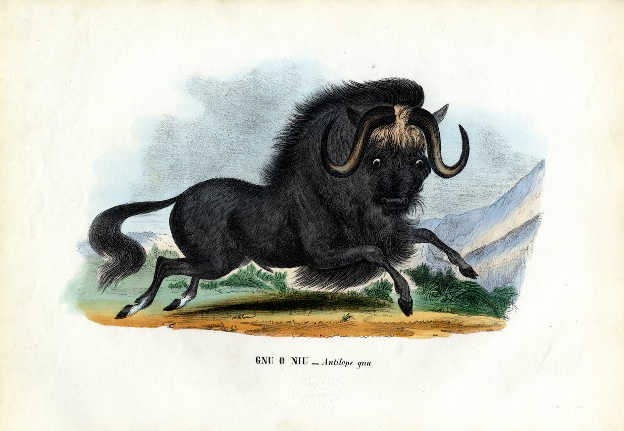 ब्लैक वाइल्डबेस्ट, 1863-79 द्वारा रायमुंडो पेट्रारोइया