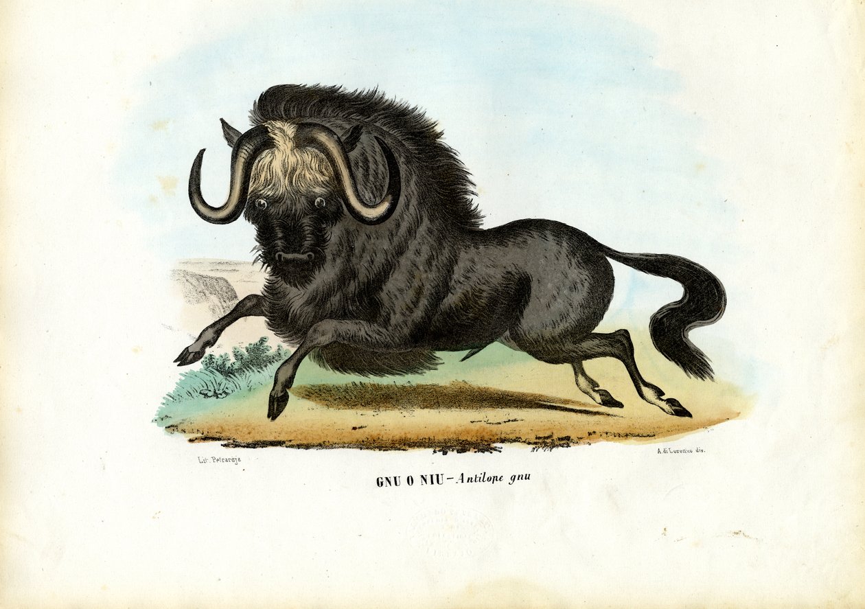 ब्लैक वाइल्डबेस्ट, 1863-79 द्वारा रायमुंडो पेट्रारोइया