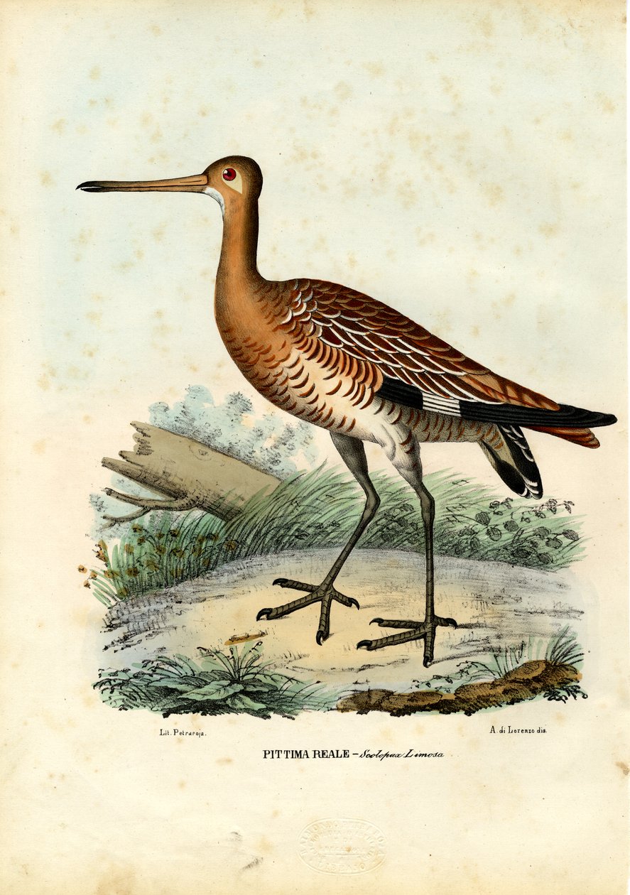 ब्लैक-टेल्ड गॉडविट, 1863-79 द्वारा रायमुंडो पेट्रारोइया