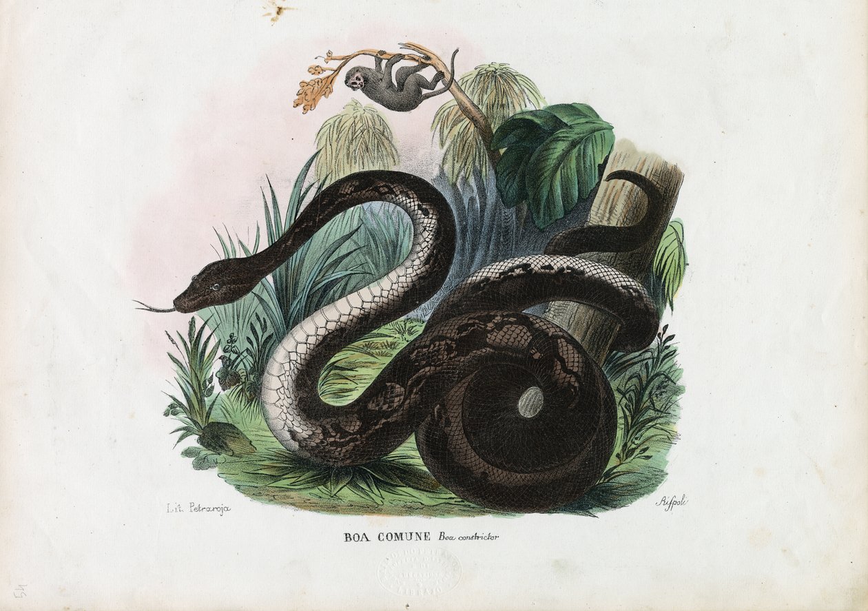 गुड कन्स्ट्रिक्टर, 1863-79 द्वारा रायमुंडो पेट्रारोइया