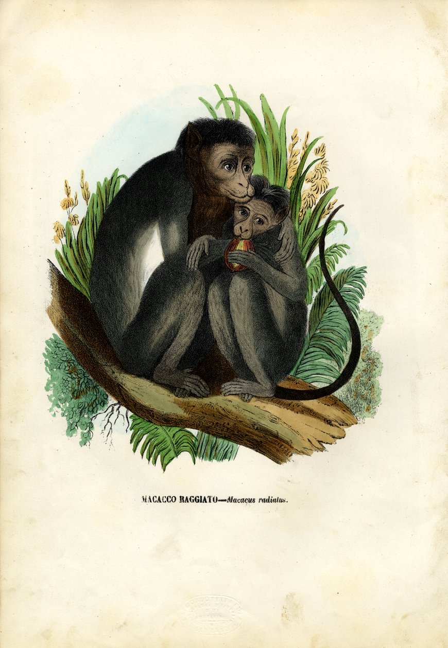 बोनट बंदर, 1863-79 द्वारा रायमुंडो पेट्रारोइया