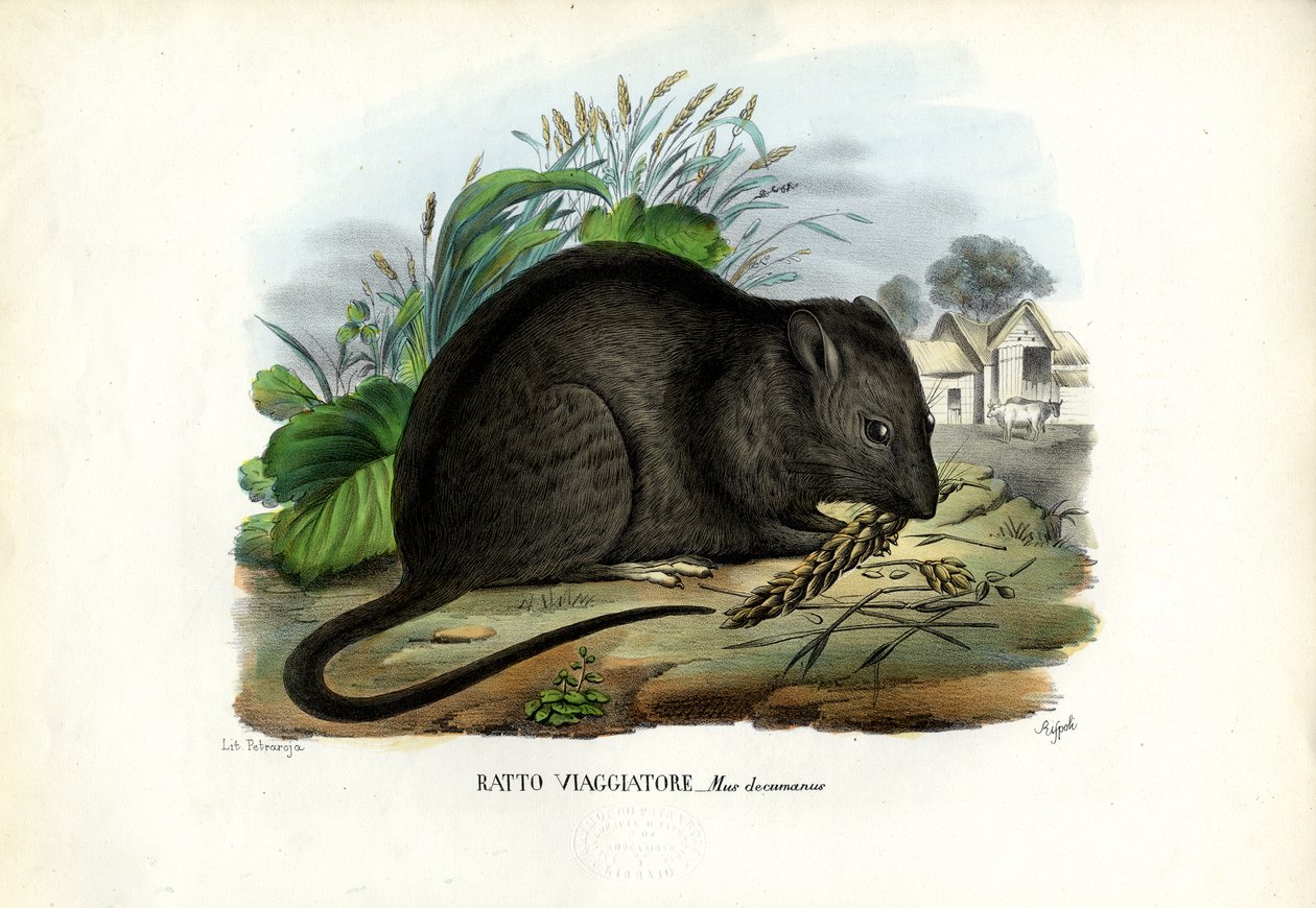 ब्राउन रैट, 1863-79 द्वारा रायमुंडो पेट्रारोइया