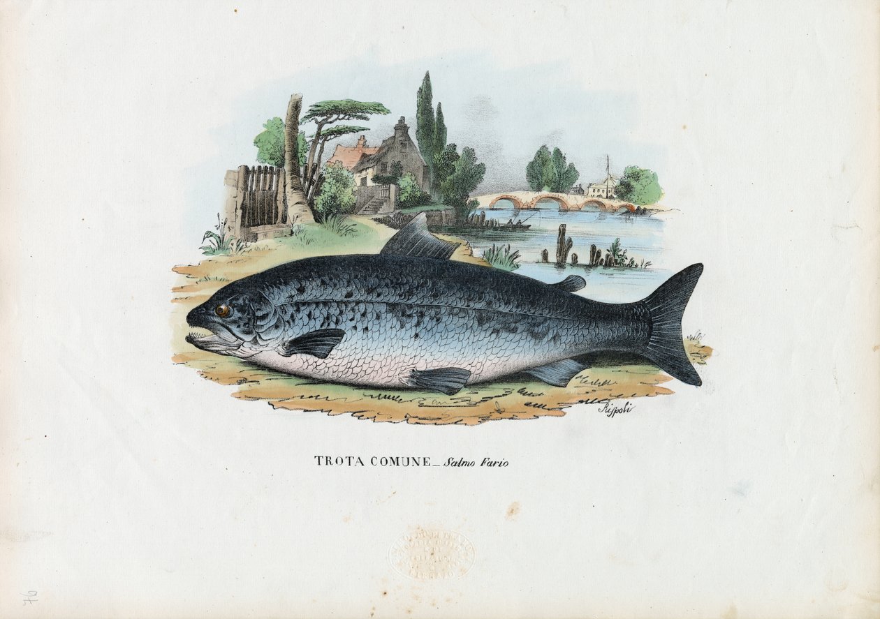 ब्राउन ट्राउट, 1863-79 द्वारा रायमुंडो पेट्रारोइया