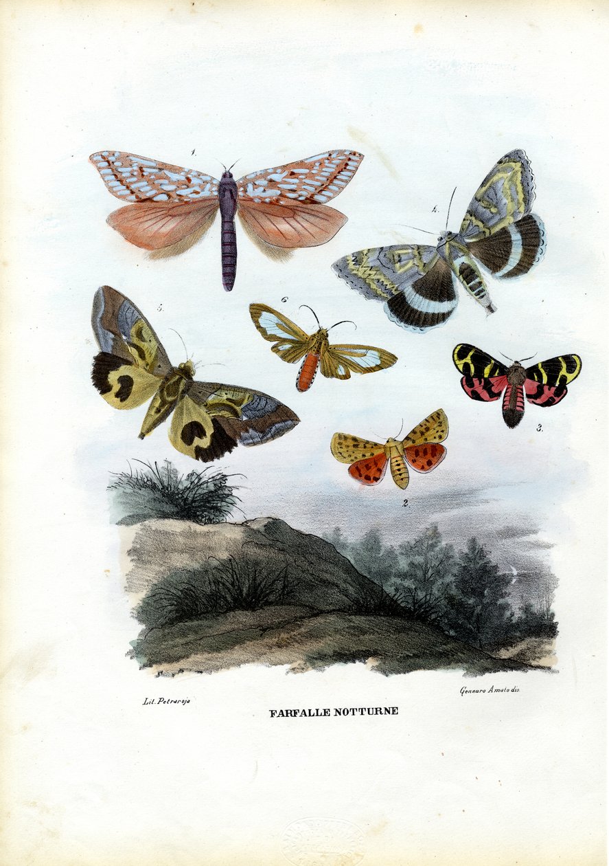 तितलियाँ, 1863-79 द्वारा रायमुंडो पेट्रारोइया