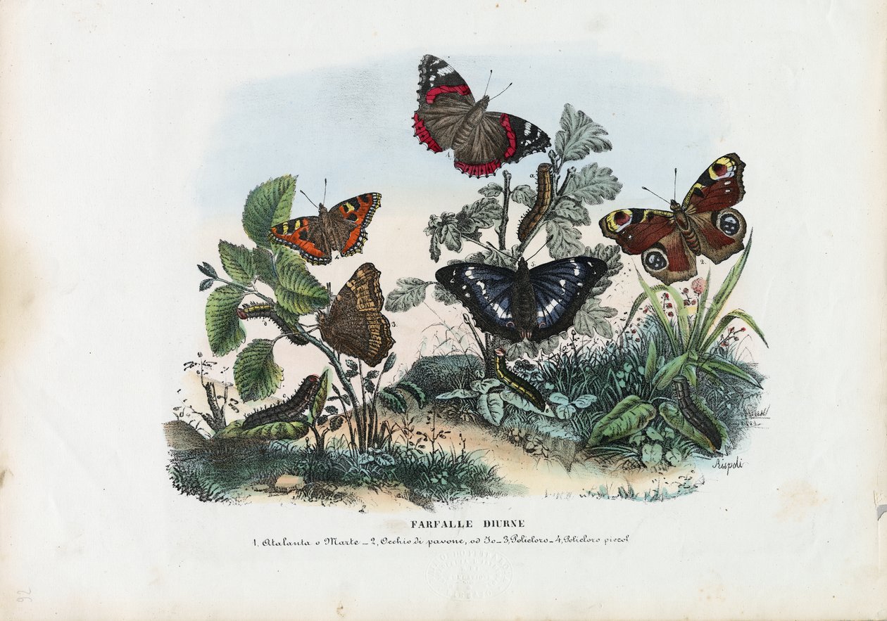 तितलियाँ, 1863-79 द्वारा रायमुंडो पेट्रारोइया