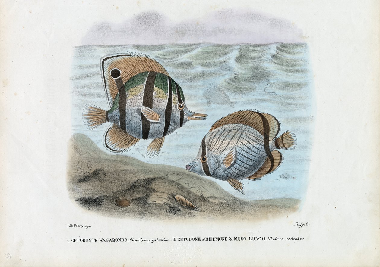 बटरफ्लाईफिश, 1863-79 द्वारा रायमुंडो पेट्रारोइया