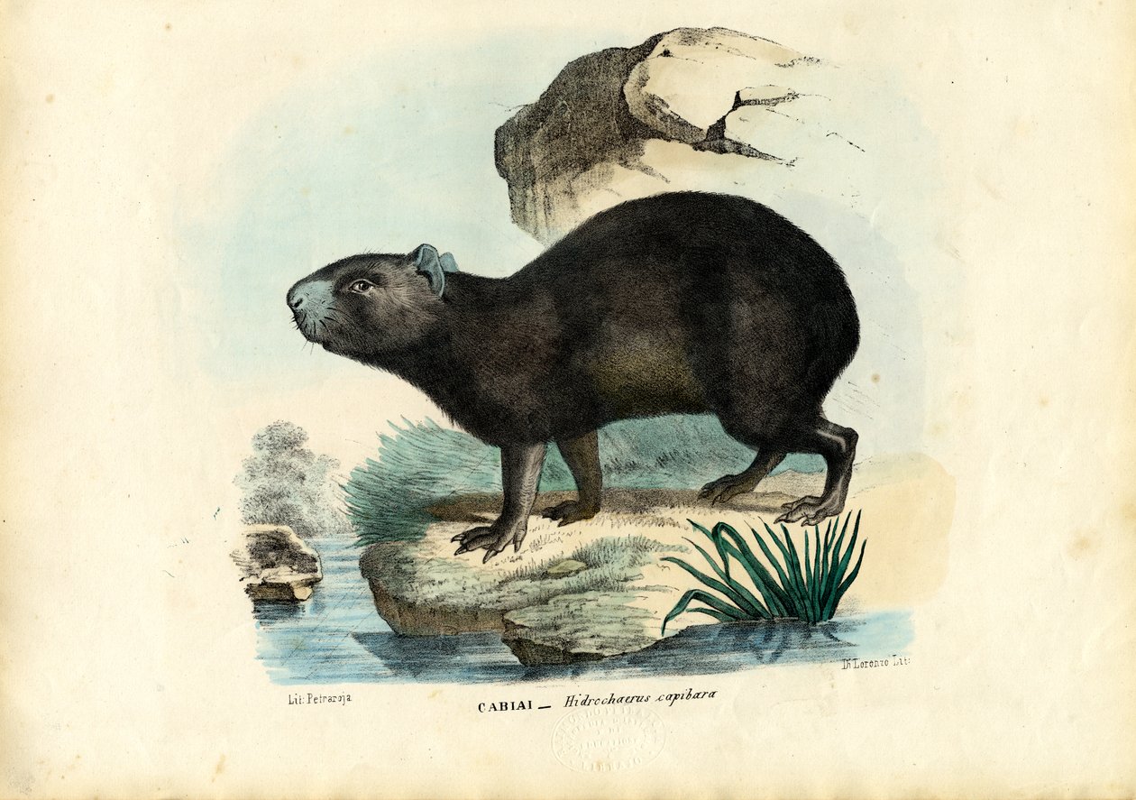कैपिबारा, 1863-79 द्वारा रायमुंडो पेट्रारोइया