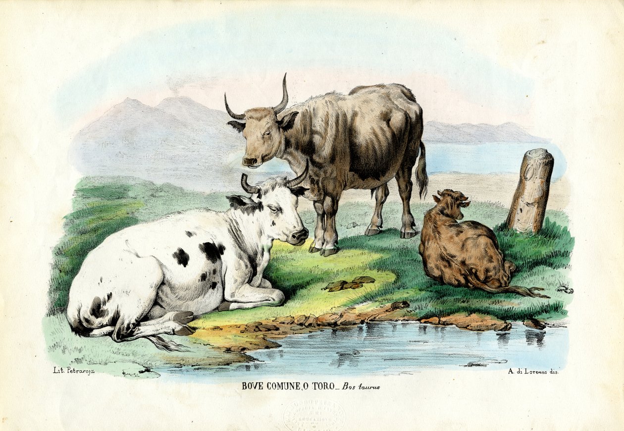 मवेशी, 1863-79 द्वारा रायमुंडो पेट्रारोइया