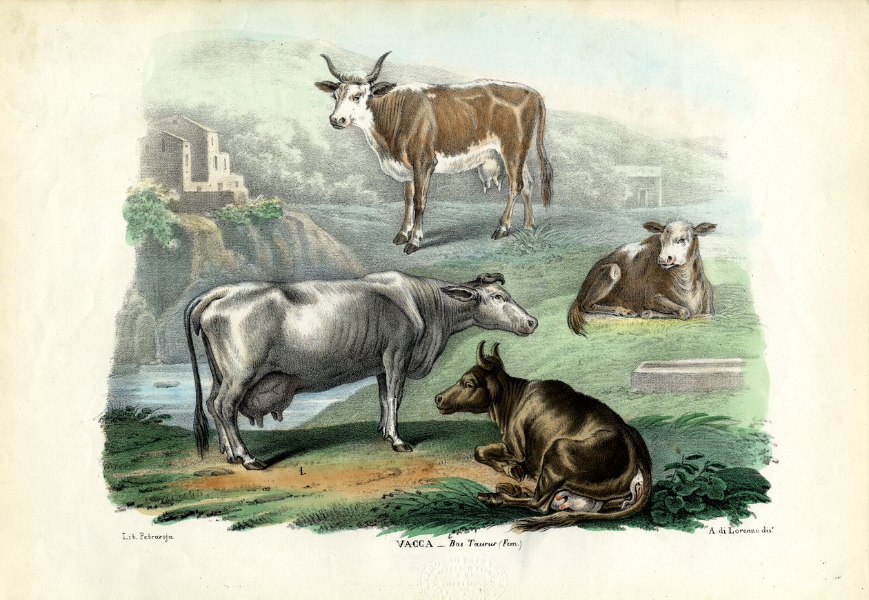 मवेशी, 1863-79 द्वारा रायमुंडो पेट्रारोइया