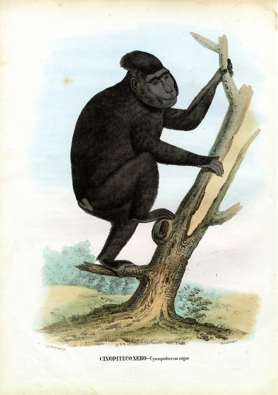 सेलेब्स एप, 1863-79 द्वारा रायमुंडो पेट्रारोइया