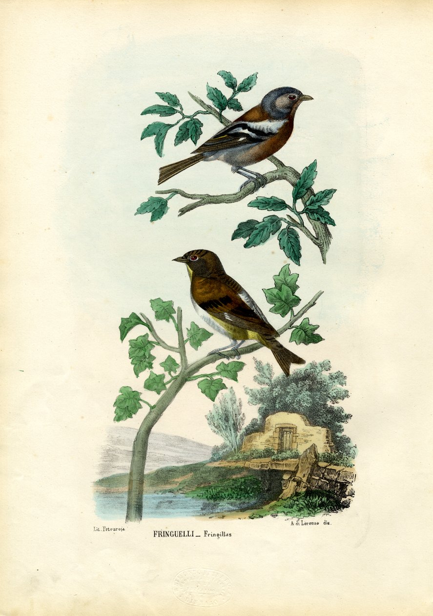 चैफिंच, 1863-79 द्वारा रायमुंडो पेट्रारोइया