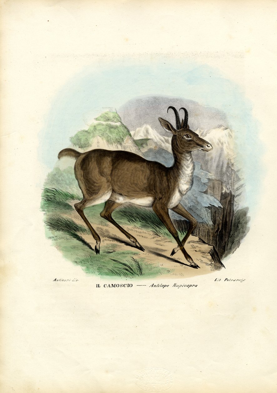 चमोइज़, 1863-79 द्वारा रायमुंडो पेट्रारोइया