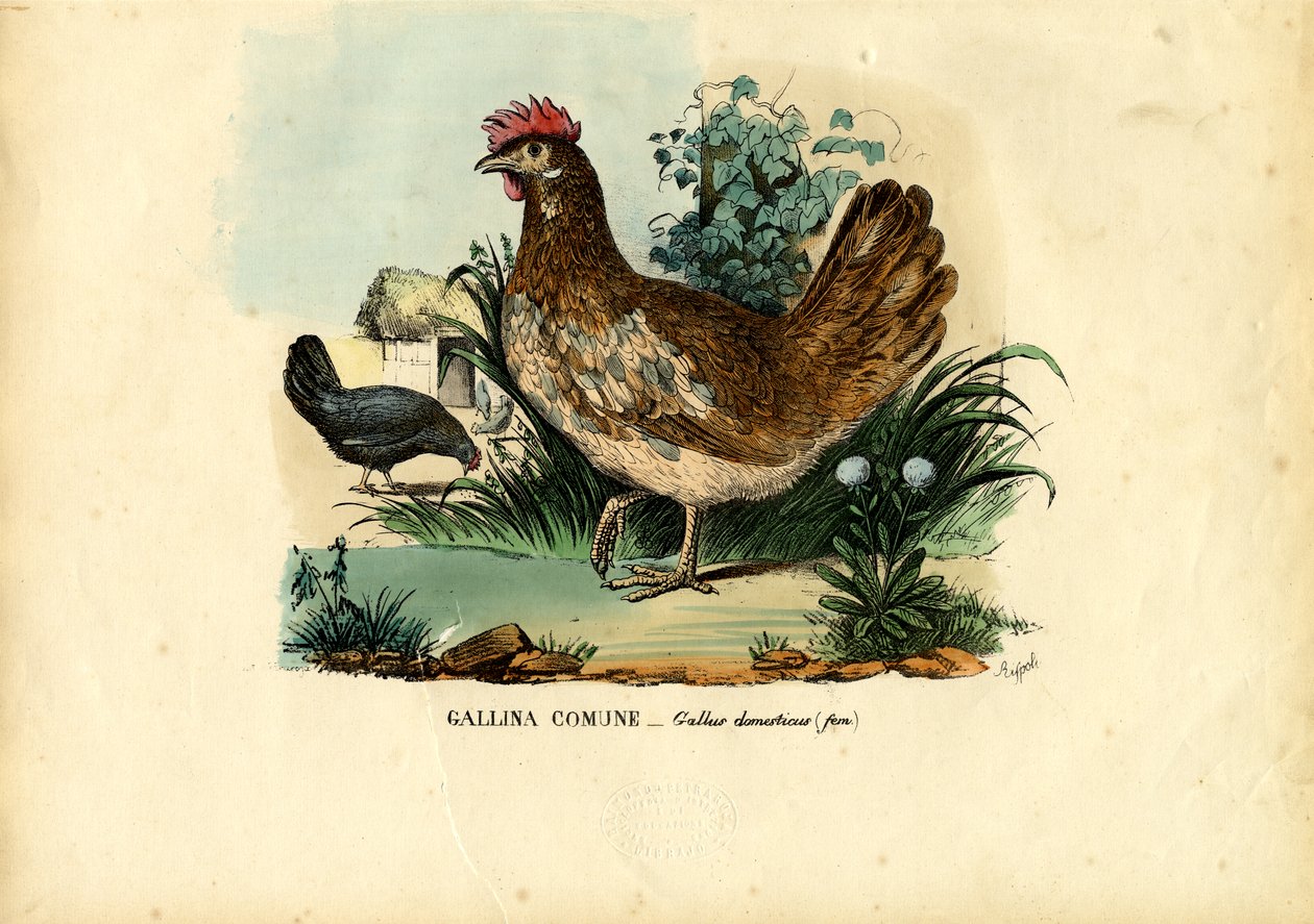 चिकन, 1863-79 द्वारा रायमुंडो पेट्रारोइया