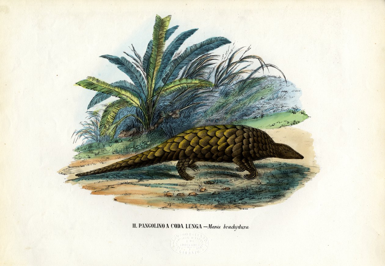 चीनी, 1863-79 द्वारा रायमुंडो पेट्रारोइया