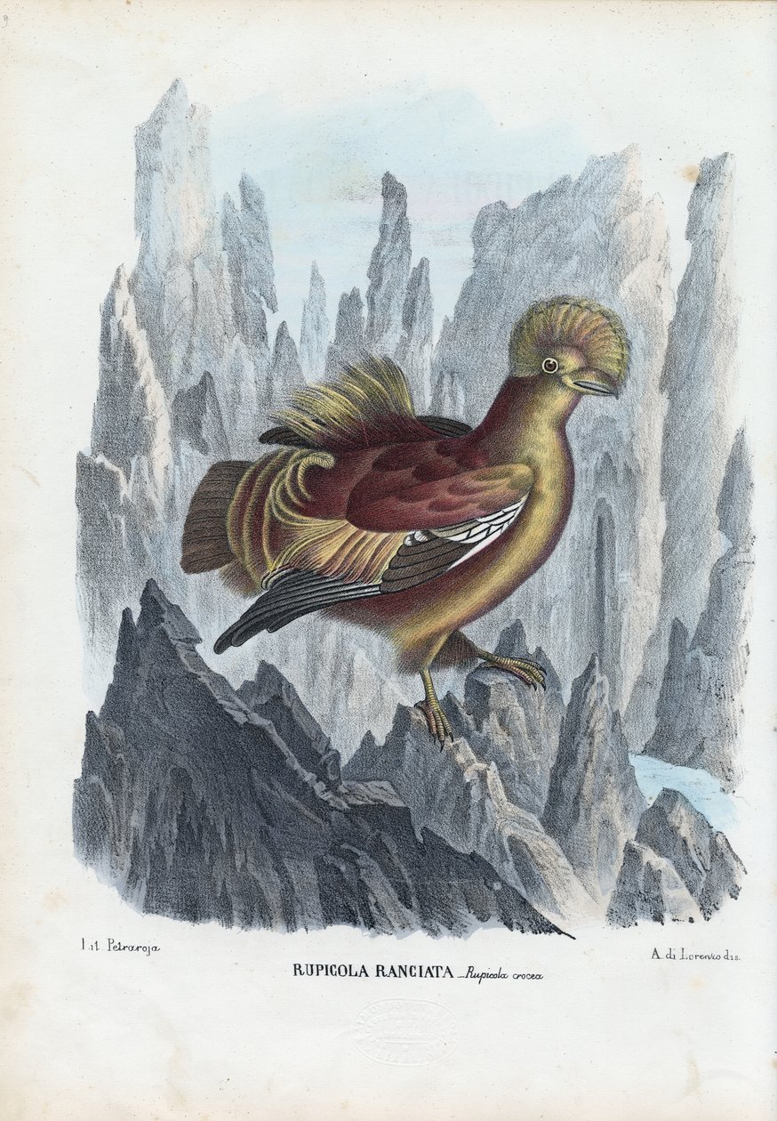 मुर्गा-द-रॉक, 1863-79 द्वारा रायमुंडो पेट्रारोइया