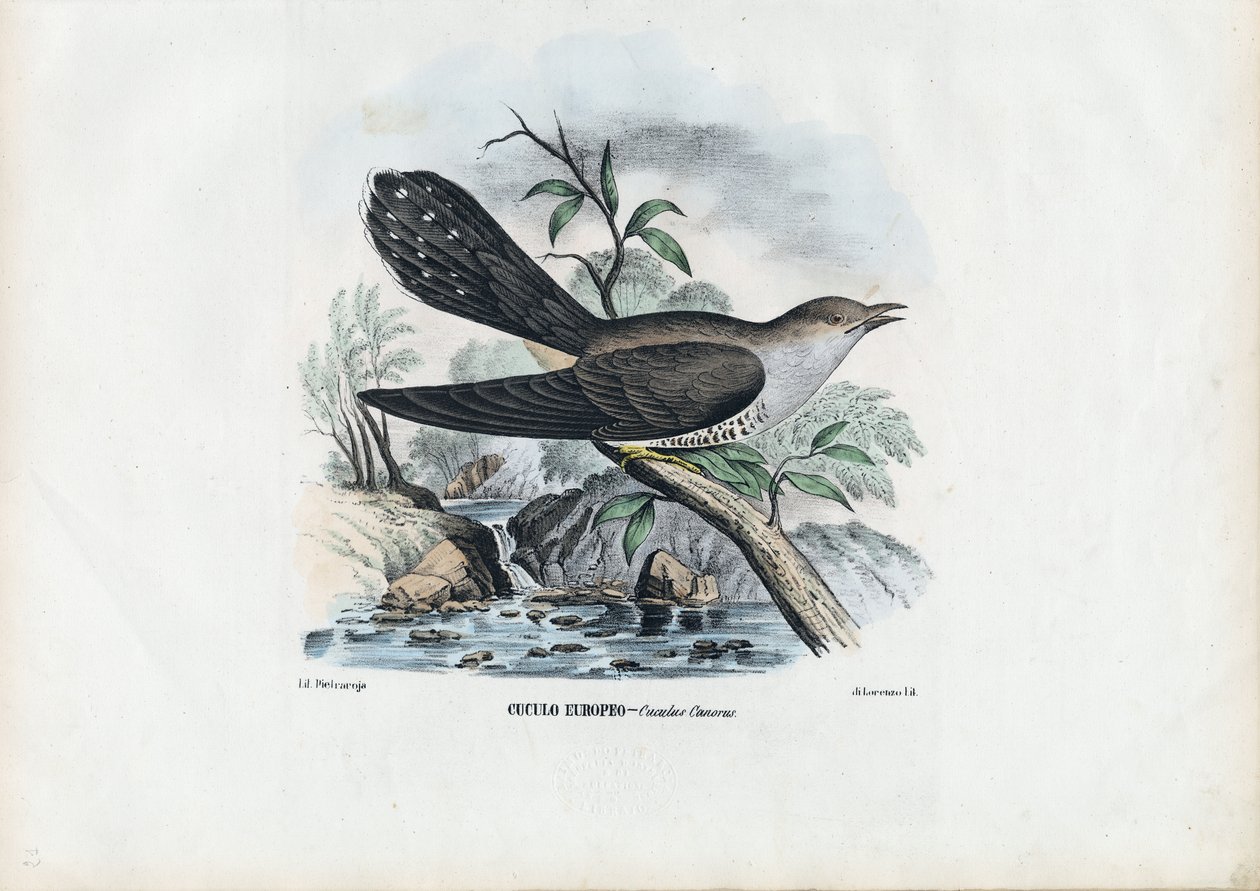 आम कोयल, 1863-79 द्वारा रायमुंडो पेट्रारोइया