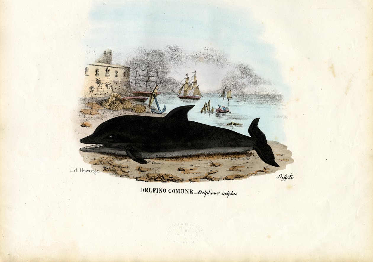 कॉमन डॉल्फिन, 1863-79 द्वारा रायमुंडो पेट्रारोइया