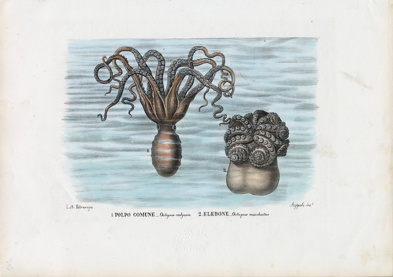 आम ऑक्टोपस, 1863-79 द्वारा रायमुंडो पेट्रारोइया
