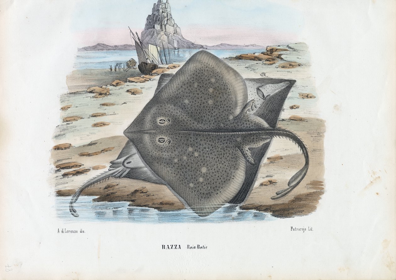 कॉमन स्केट, 1863-79 द्वारा रायमुंडो पेट्रारोइया